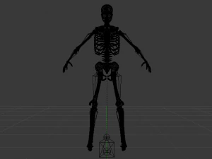 Skeleton of a Man 3D Model