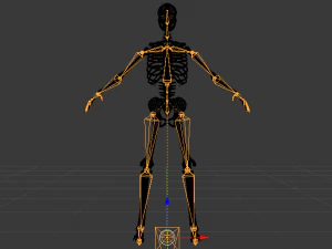 Skeleton of a Man 3D Model