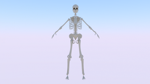 Skeleton of a Woman 3D-Modell .c4d .max .obj .3ds .fbx .stl .blend 