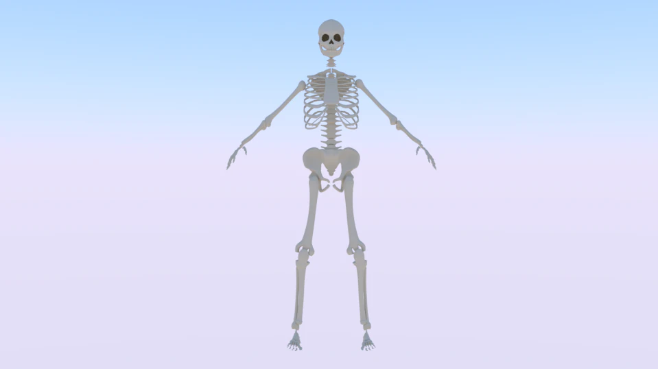 Skeleton of a Woman 3D Model .c4d .max .obj .3ds .fbx .stl .blend 