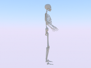 Skeleton of a Woman 3D-Modell