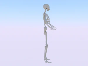 Skeleton of a Woman 3D Model