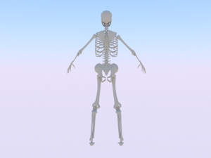 Skeleton of a Woman 3D-Modell