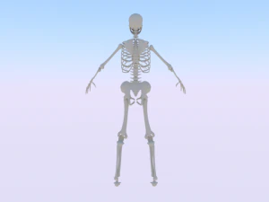 Skeleton of a Woman 3D Model