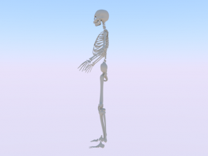 Skeleton of a Woman 3D-Modell