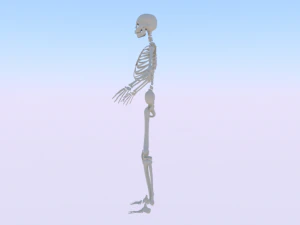 Skeleton of a Woman 3D Model