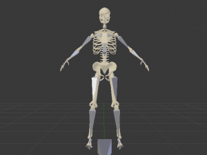 Skeleton of a Woman 3D-Modell