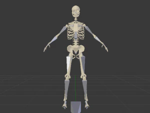 Skeleton of a Woman 3D Model