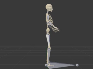 Skeleton of a Woman 3D Model