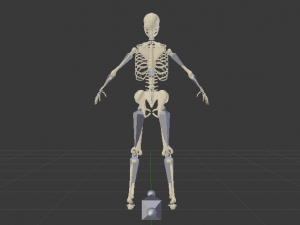 Skeleton of a Woman 3D-Modell