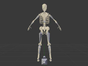 Skeleton of a Woman 3D Model