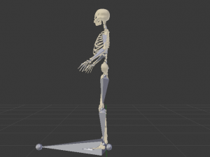 Skeleton of a Woman 3D-Modell