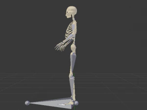 Skeleton of a Woman 3D Model