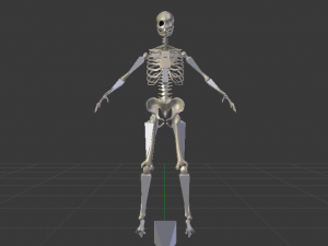 Skeleton of a Woman 3D-Modell