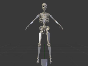 Skeleton of a Woman 3D Model
