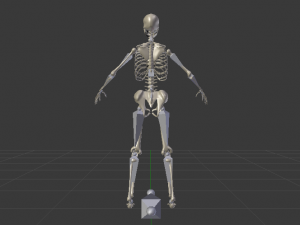 Skeleton of a Woman 3D-Modell