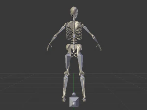 Skeleton of a Woman 3D Model