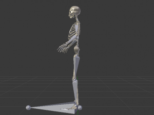 Skeleton of a Woman 3D-Modell