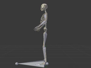 Skeleton of a Woman 3D Model