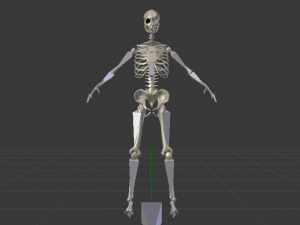 Skeleton of a Woman 3D-Modell