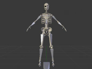 Skeleton of a Woman 3D Model