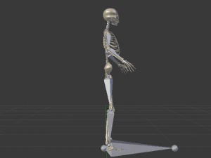 Skeleton of a Woman 3D Model