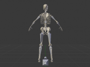 Skeleton of a Woman 3D-Modell