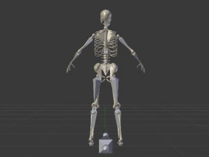 Skeleton of a Woman 3D Model