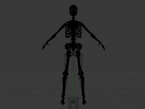 Skeleton of a Woman 3D-Modell