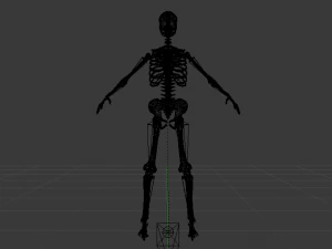 Skeleton of a Woman 3D Model