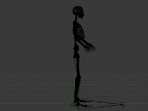 Skeleton of a Woman 3D Model
