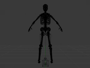 Skeleton of a Woman 3D Model