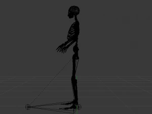 Skeleton of a Woman 3D Model