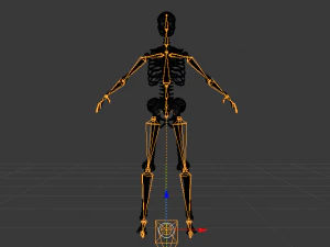 Skeleton of a Woman 3D Model