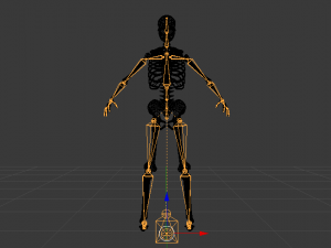 Skeleton of a Woman 3D-Modell