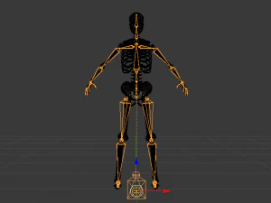 Skeleton of a Woman 3D Model
