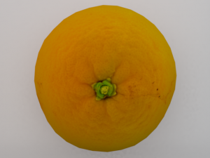 Orange 3D Model