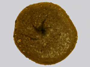 Brown Bread 3D Model