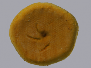 White Bread 3D Model