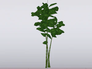 Bamboo Trees 3D Model