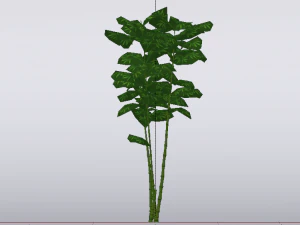 Bamboo Trees 3D Model