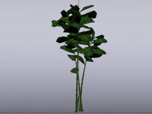 Bamboo Trees 3D Model