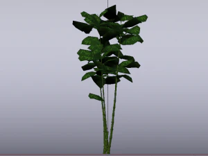 Bamboo Trees 3D Model