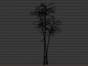 Bamboo Trees 3D Model