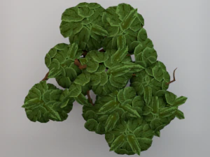 버드나무 3D 모델