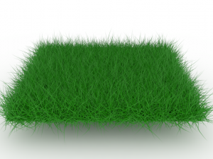 Grass 3D Model