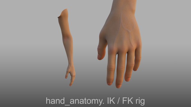 hand anatomy 3D Model .c4d .max .obj .3ds .fbx .stl .blend 