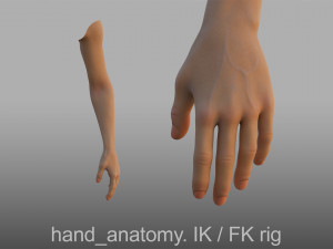 hand anatomy 3D 모델