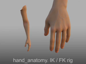 हाथ की शारीरिक रचना 3D मॉडल