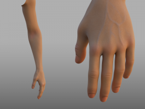hand anatomy 3D Model